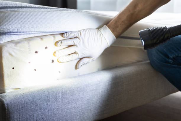 Trusted Dewitt, IA Pest Control Experts