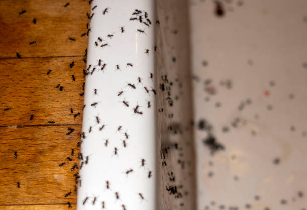 Best Pest Removal Services  in Dewitt, IA