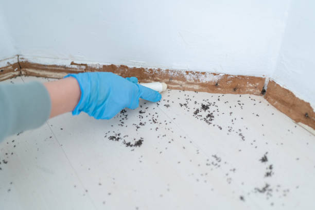 Best Cockroach Control Services  in Dewitt, IA